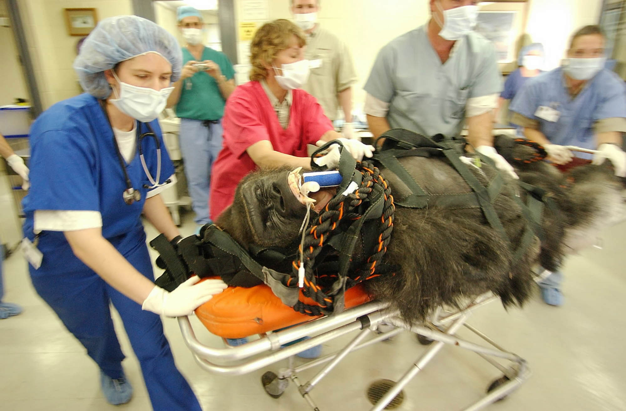Scientists study heart disease in zoo gorillas | News, Sports, Jobs -  Lawrence Journal-World: news, information, headlines and events in  Lawrence, Kansas